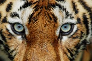 7 deadly PR truths from ‘Tiger King’